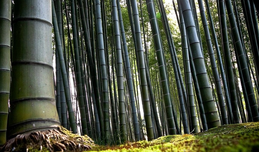 lifebuzz-2fa4c2482c816a307e9e6488d23ab393-limit_2000