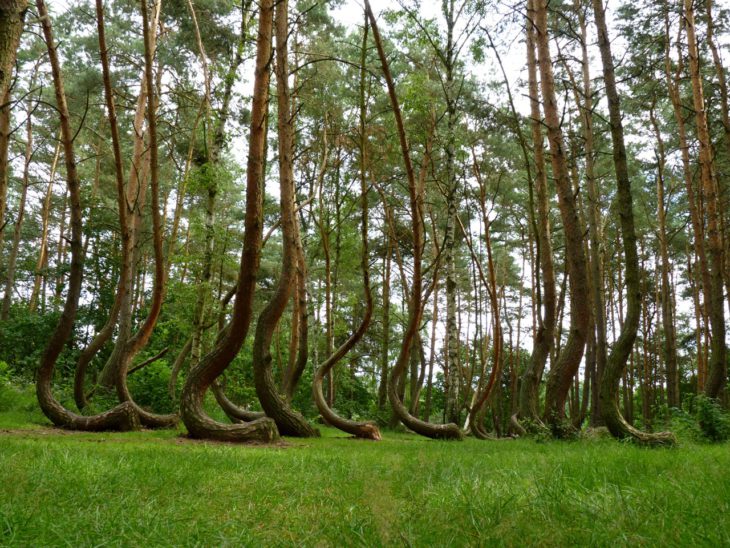krummer-wald-polen-gryfino-crooked-forest